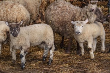 İlkbaharda koyunlar ve kuzular