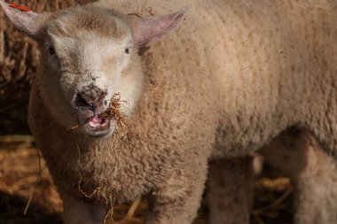 İlkbaharda koyunlar ve kuzular