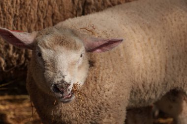 İlkbaharda koyunlar ve kuzular