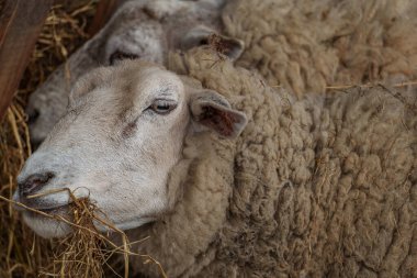 İlkbaharda koyunlar ve kuzular