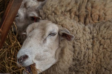 İlkbaharda koyunlar ve kuzular