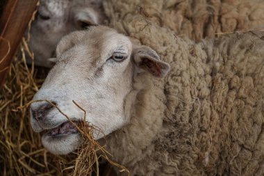 İlkbaharda koyunlar ve kuzular