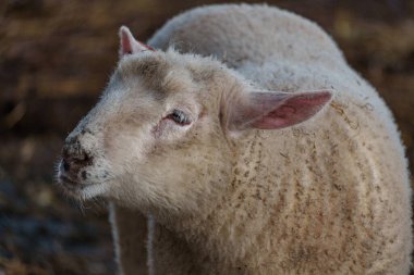 İlkbaharda koyunlar ve kuzular