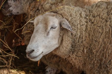 İlkbaharda koyunlar ve kuzular