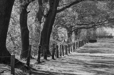 Almanya'da Vahşi atlar