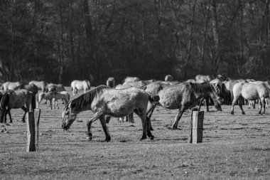 Almanya'da Vahşi atlar