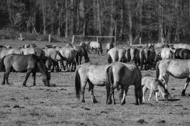 Almanya'da Vahşi atlar