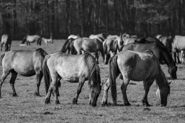 Almanya'da Vahşi atlar