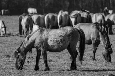 Alman Muensterland 'inde vahşi atlar