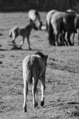 Alman Muensterland 'inde vahşi atlar