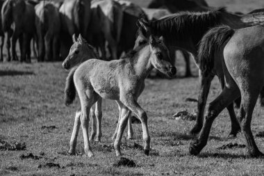 Alman Muensterland 'inde vahşi atlar