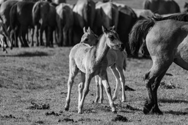 Alman Muensterland 'inde vahşi atlar