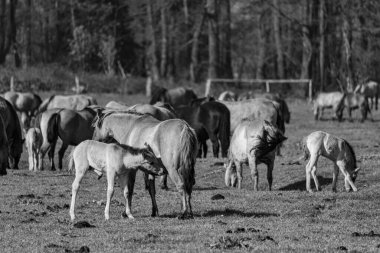 Alman Muensterland 'inde vahşi atlar