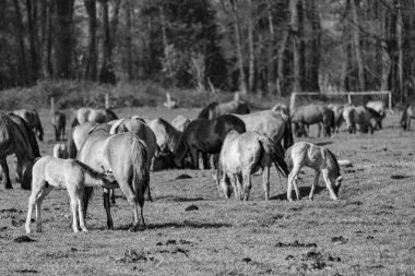 Alman Muensterland 'inde vahşi atlar