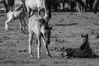Alman Muensterland 'inde vahşi atlar