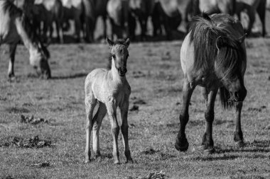 Alman Muensterland 'inde vahşi atlar