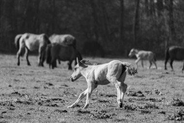 Alman Muensterland 'inde vahşi atlar
