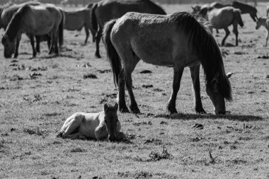 Alman Muensterland 'inde vahşi atlar