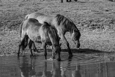 Alman Muensterland 'inde vahşi atlar