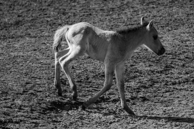 Alman Muensterland 'inde vahşi atlar