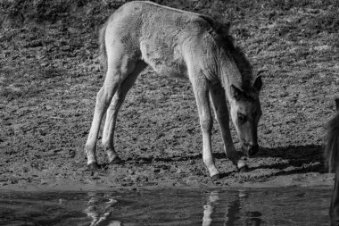 Bahar zamanı Westphalia 'da atlar