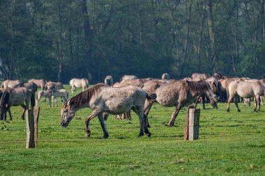 Bahar zamanı Westphalia 'da atlar