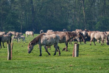 Bahar zamanı Westphalia 'da atlar