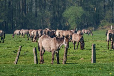 Bahar zamanı Westphalia 'da atlar
