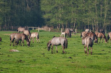 Bahar zamanı Westphalia 'da atlar