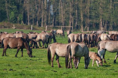 Bahar zamanı Westphalia 'da atlar