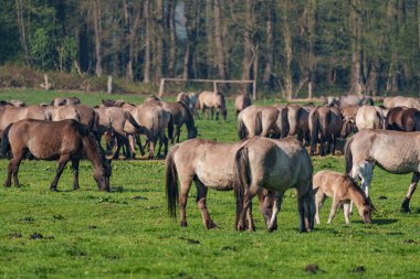 Bahar zamanı Westphalia 'da atlar