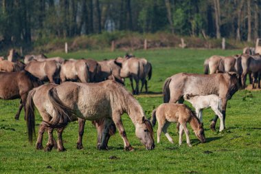 Bahar zamanı Westphalia 'da atlar