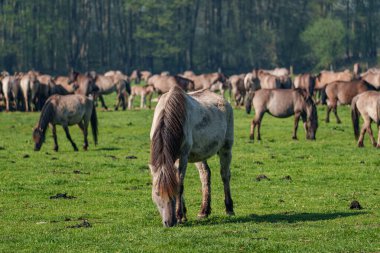 Bahar zamanı Westphalia 'da atlar