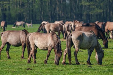 Bahar zamanı Westphalia 'da atlar