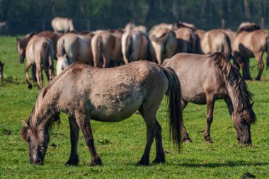 Bahar zamanı Westphalia 'da atlar