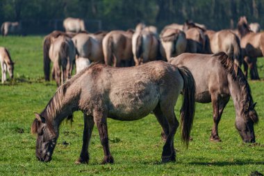 Bahar zamanı Westphalia 'da atlar
