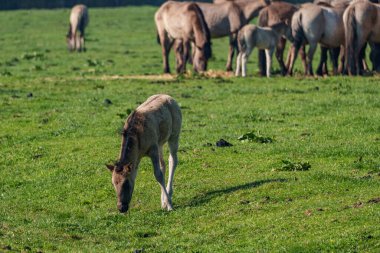 Bahar zamanı Westphalia 'da atlar