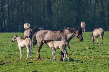 Bahar zamanı Westphalia 'da atlar