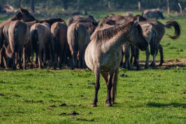 Bahar zamanı Westphalia 'da atlar