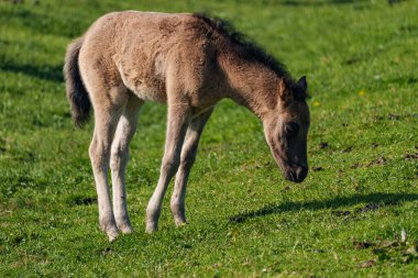 Bahar zamanı Westphalia 'da atlar
