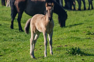 Bahar zamanı Westphalia 'da atlar