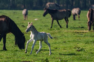 Bahar zamanı Westphalia 'da atlar