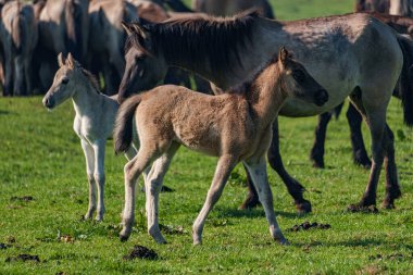 Bahar zamanı Westphalia 'da atlar