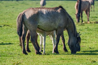 Bahar zamanı Westphalia 'da atlar