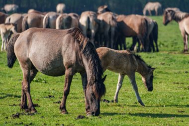 Bahar zamanı Westphalia 'da atlar
