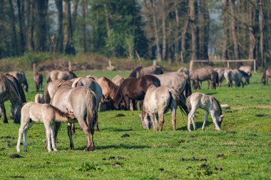 Bahar zamanı Westphalia 'da atlar