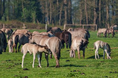 Bahar zamanı Westphalia 'da atlar