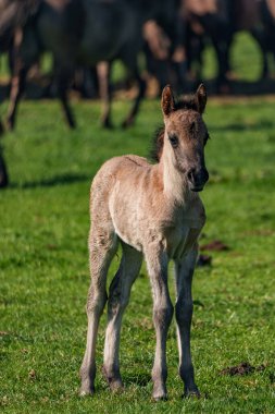 Bahar zamanı Westphalia 'da atlar