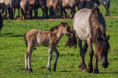 Bahar zamanı Westphalia 'da atlar