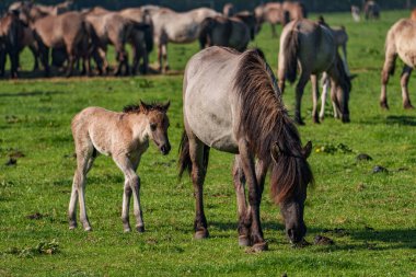Bahar zamanı Westphalia 'da atlar